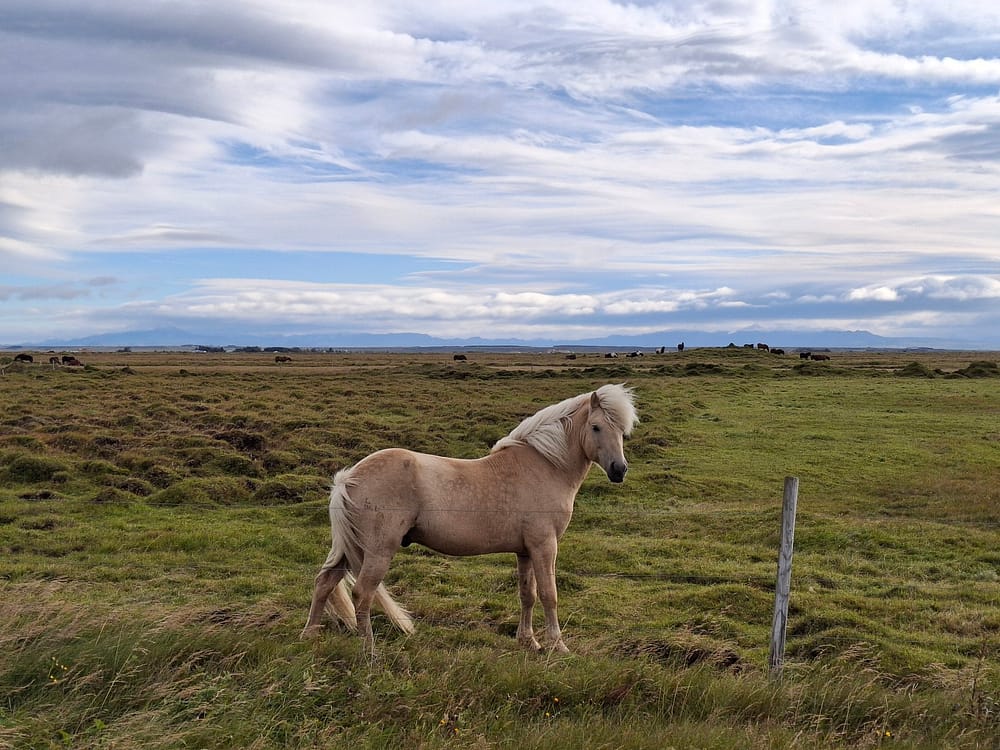 CABALLOS ISLANDIA