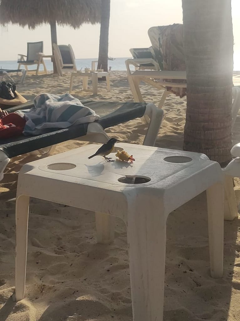 fauna barcelo aruba