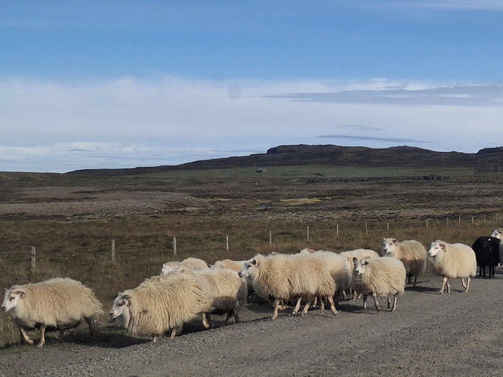 OVEJAS ISLANDIA